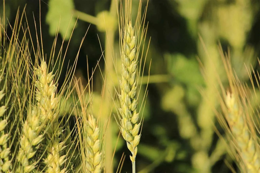 Proso millet